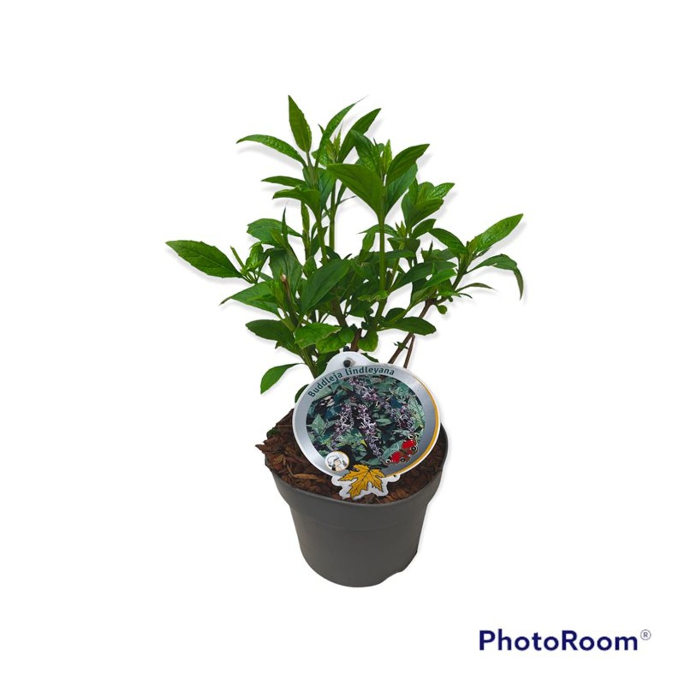 Buddleja lindleyana - C3